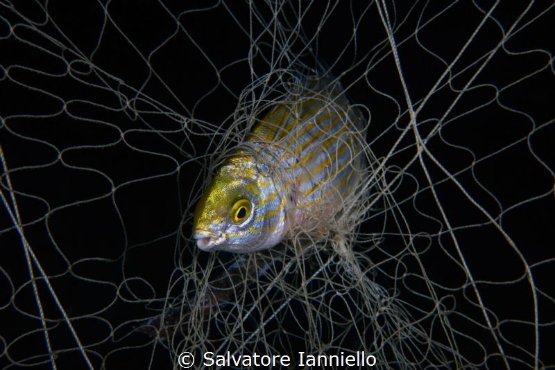Help by Salvatore Ianniello 