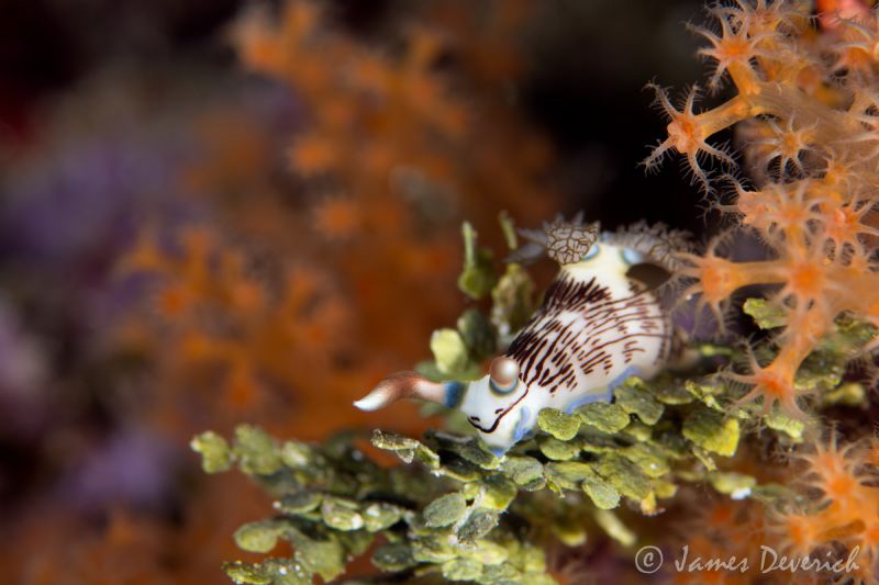 Nembrotha lineolata - Beautiful on their own, more so in ... by James Deverich 