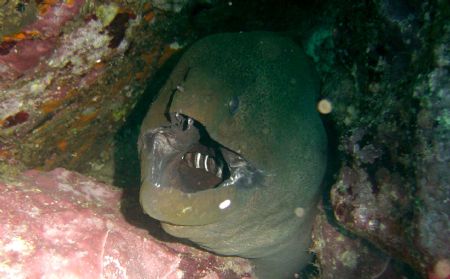 Giant Moray, almost see his breakfast... by Ryan Stafford 