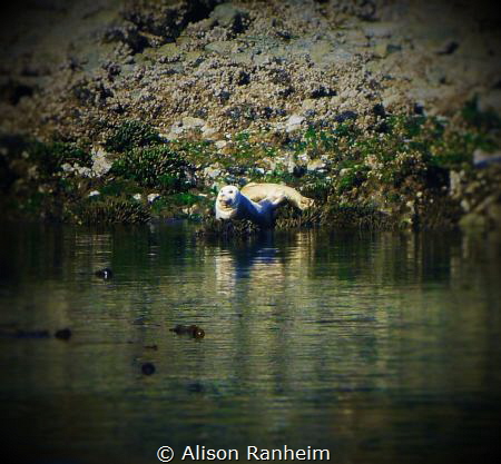 Puget Sound, WA by Alison Ranheim 