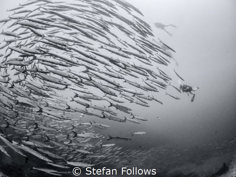 Point Break ... ! Chevron Barracuda - Sphyraena qenie. Sa... by Stefan Follows 
