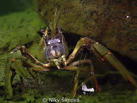 Crayfish by Niky Šímová 
