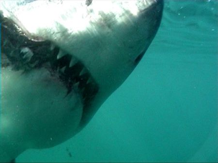 Teeth need brushing? Great White Shark. Dyer Island. Sout... by Peter Fields 