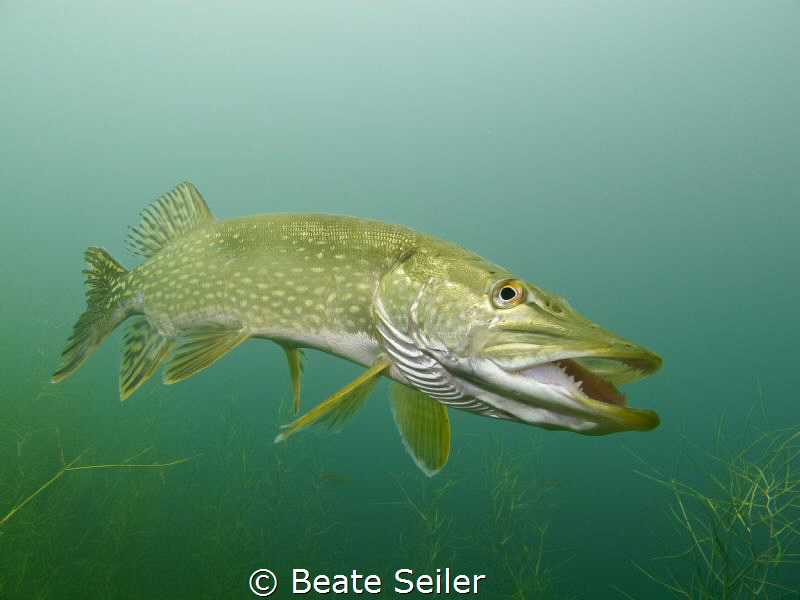 Northern pike by Beate Seiler 
