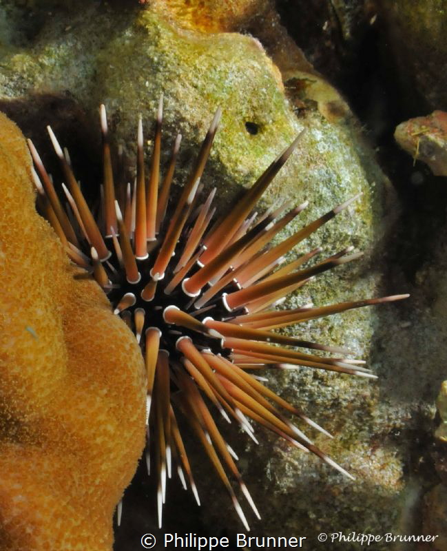Sea urchin by Philippe Brunner 