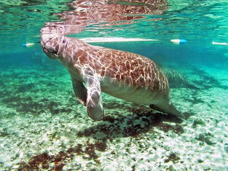 Manatee On A Sunny Day.Camara Olympus C-5050, Ikelite Hou... by Ray Eccleston 
