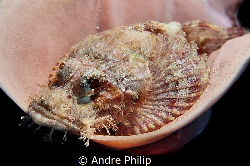 "Nicely Embedded" - Scorpionfish in his sleeping sponge
... by Andre Philip 