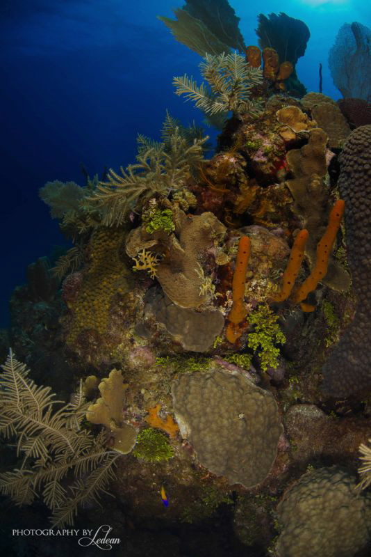 Underwater Landscape by Ledean Paden 