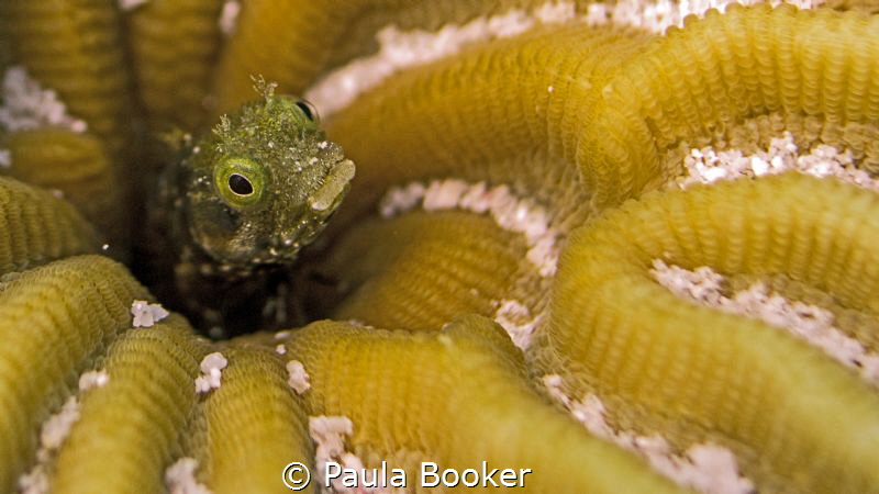 Secretary blenny - Bonaire by Paula Booker 