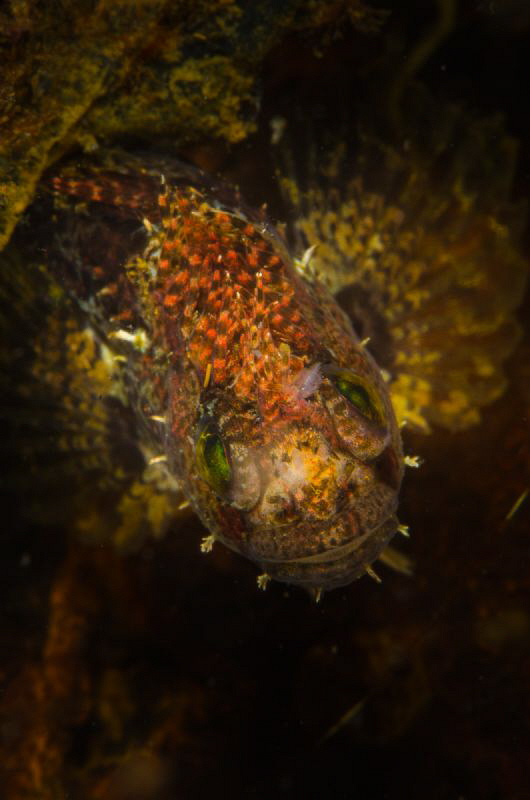 Japanese fringed blenny by Dmitry Starostenkov 