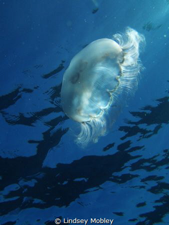 Moon Jelly, shot with a simple point and shoot by Lindsey Mobley 