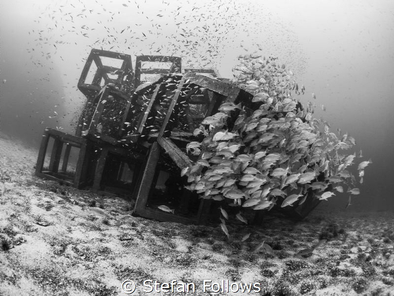 Resistance is futile ... Russell's Snapper - Lutjanus rus... by Stefan Follows 