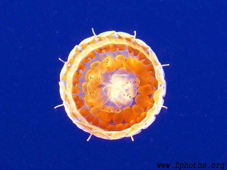 This Sea Thimble is about the size of my thumb tip. Its l... by Zaid Fadul 
