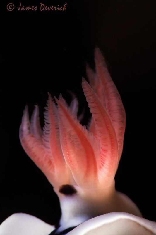 The Flame / Gill's of Chromodoris Wilani. Shot with 105 &... by James Deverich 