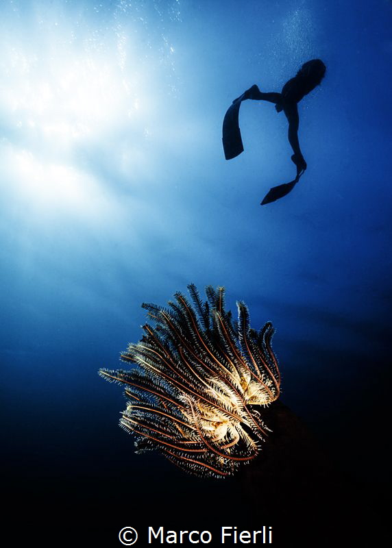 Crinoid and Free Diver Ai Futaki by Marco Fierli 