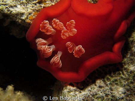 Spanish Dancer gills by Les Baptiste 