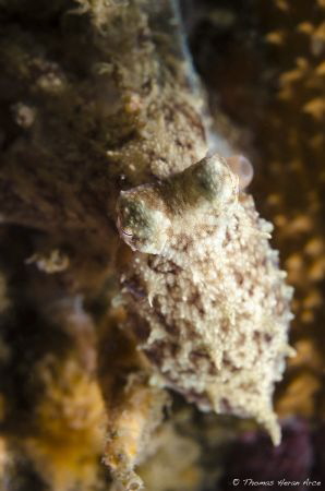 Robsonella fontaniana. Taken in Patagonia fjord. by Thomas Heran 