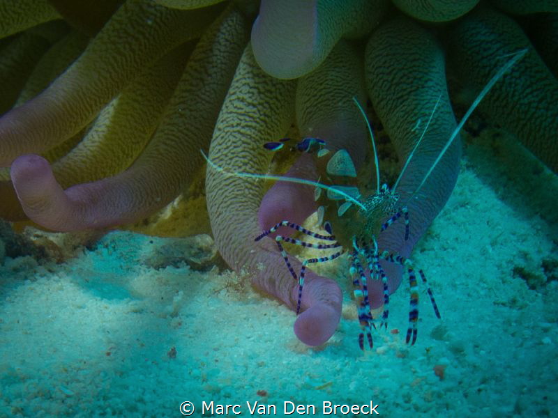 blue and pink by Marc Van Den Broeck 