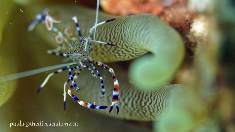 Timing is everything as the anemone dances in the surge. by Paula Booker 