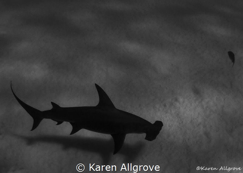Silhouette by Karen Allgrove 