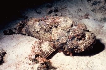 Watch your hands!
Scorpion Fish at dusk, Bonaire. by Erich Reboucas 