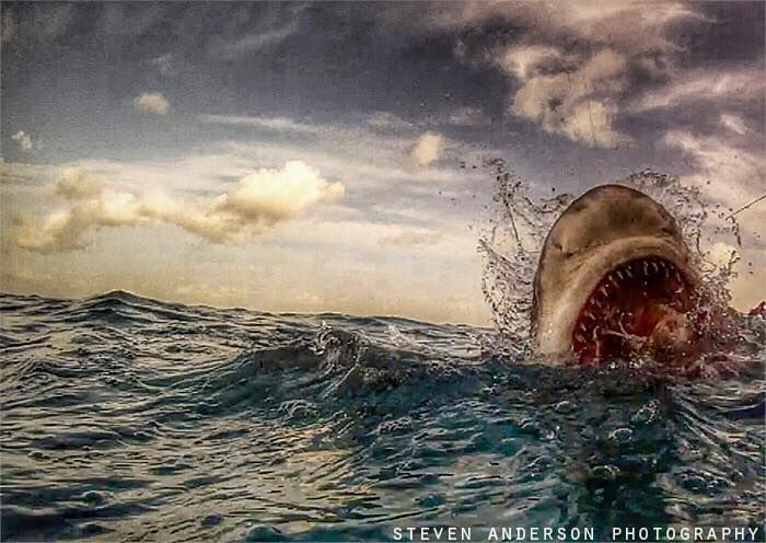 Taking a bite out of the morning at Tiger Beach - Bahamas by Steven Anderson 