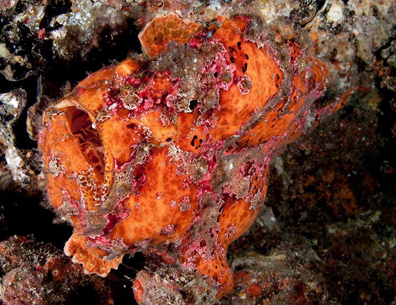 Frog fish by Charles Wright 