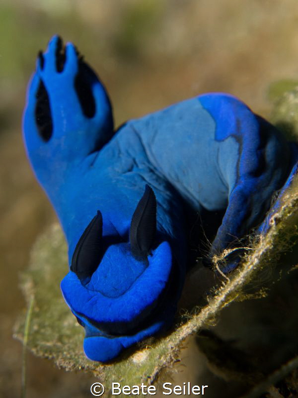 Nudi by Beate Seiler 