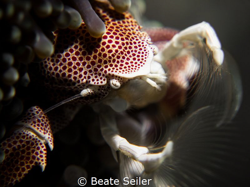 Porcellan crab by Beate Seiler 