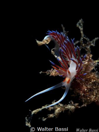 Cratena peregrina by Walter Bassi 