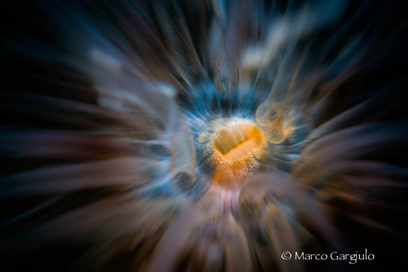 Alicia mirabilis by Marco Gargiulo 