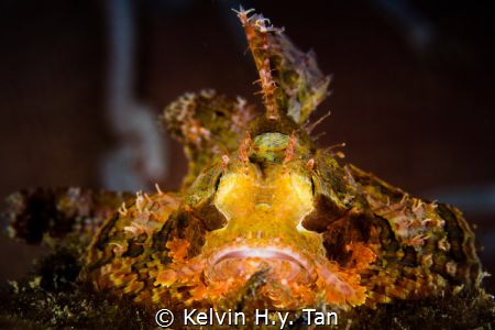 Scorpionfish by Kelvin H.y. Tan 