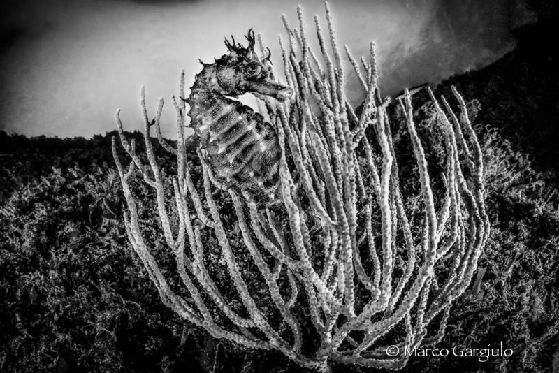 Hyppo in B/W by Marco Gargiulo 