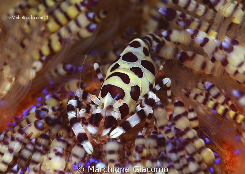 Periclimenes colemani
Nikon D800E, 105 mcacro. Two strob... by Marchione Giacomo 
