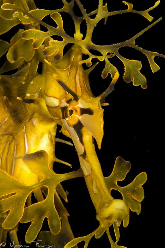 leafy sea dragon (Kingscote, KI, SA) by Mathieu Foulquié 