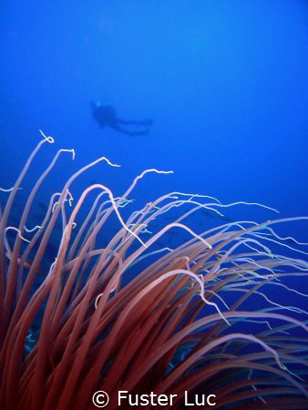 Tentacules of a cerianthus anemonia, 55 meters depth with... by Fuster Luc 