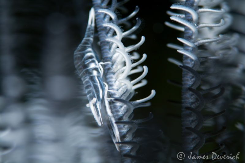 Shades of shrimp / Crinoid commensal shrimp by James Deverich 