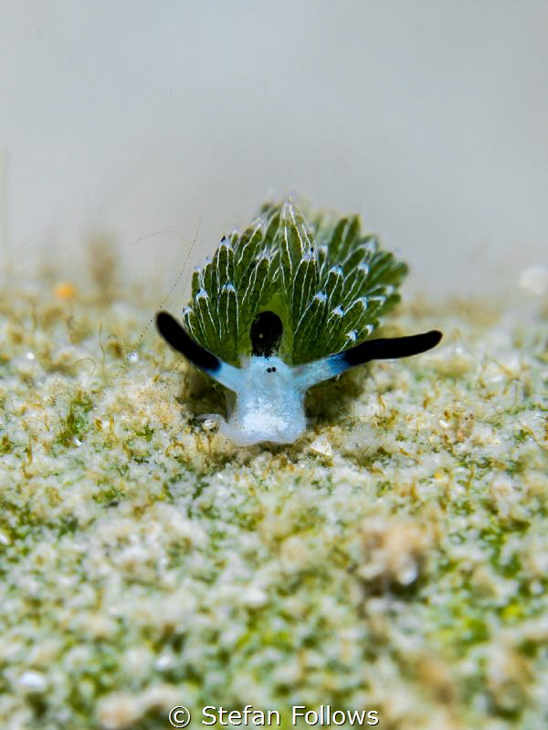 The Sound of Music ... ;)Nudibranch - Costasiella usagi. ... by Stefan Follows 
