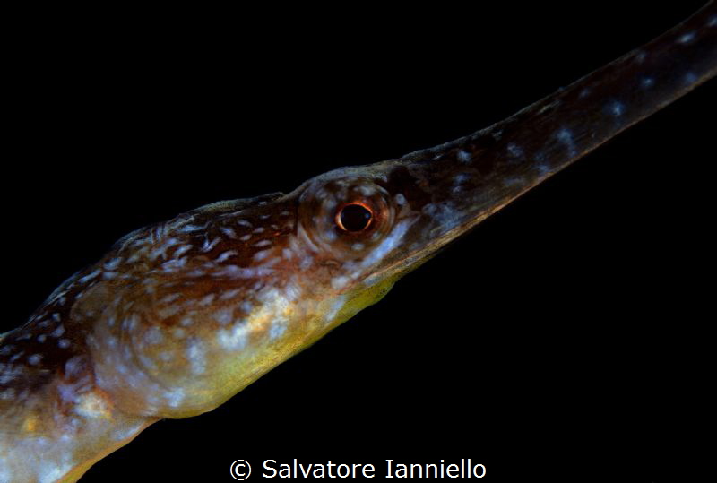 eye by Salvatore Ianniello 