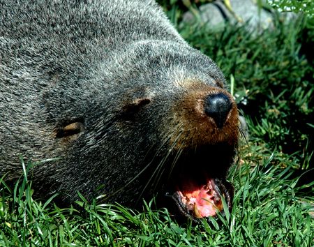 Nz fur seal, kaikoura, new zealand. by Jayne Dennis 