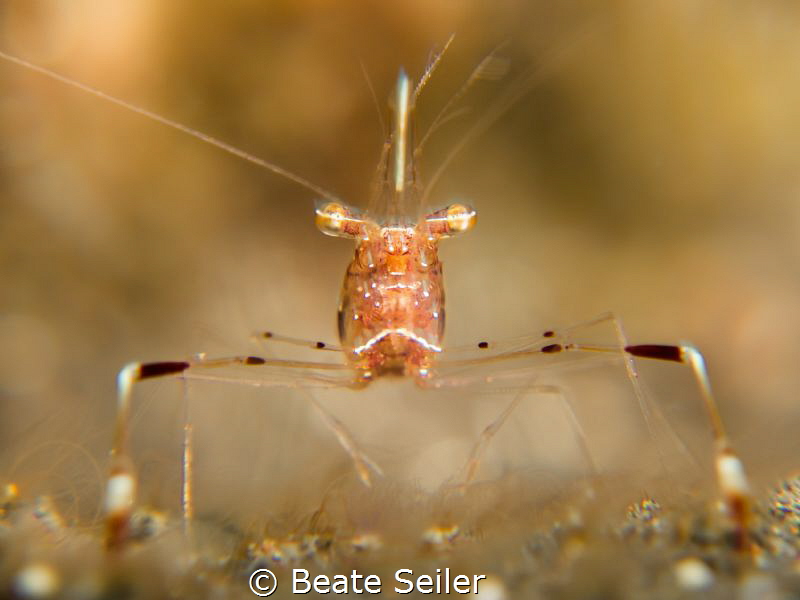 Shrimp by Beate Seiler 