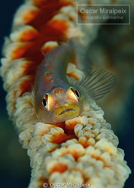 goby by Oscar Miralpeix 