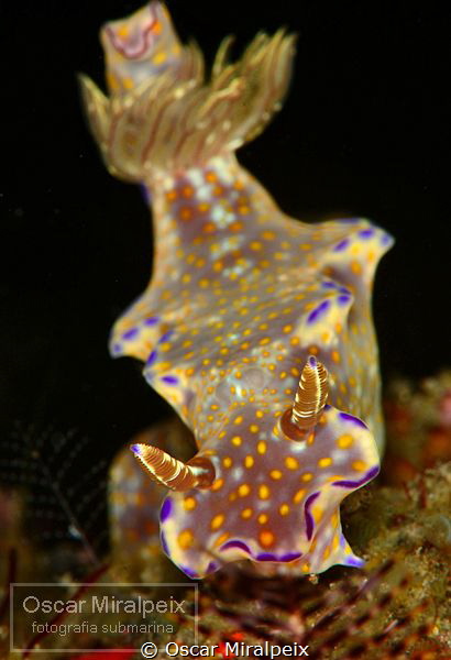 nudi by Oscar Miralpeix 