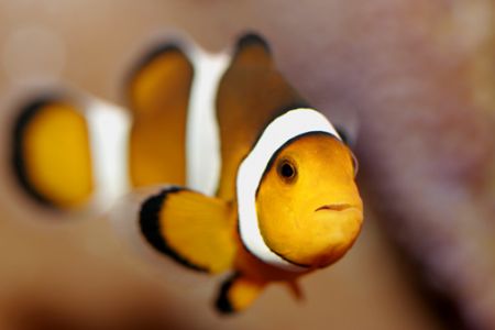 macro clownfish canon eos 5 ikelite
housing by Justin Bauer 