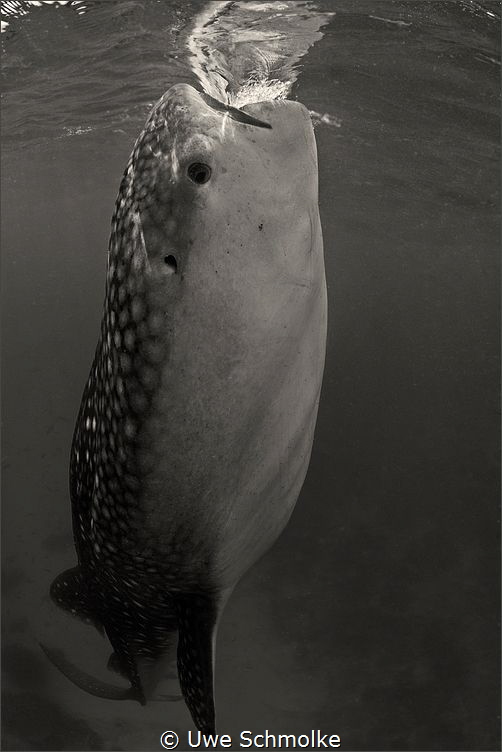 Giant by Uwe Schmolke 