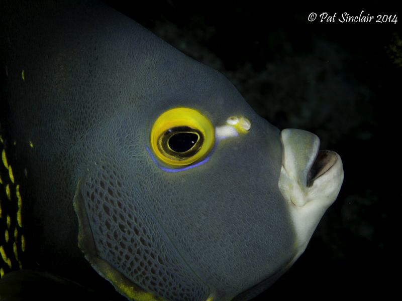 I was trying to get a face shot of a grouper when this Fr... by Patricia Sinclair 