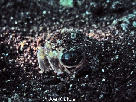 A stargazer (I think), buried in the sand at 6m. Taken wi... by Joe Klakus 