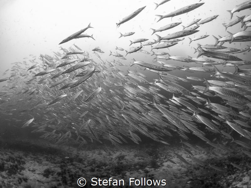 Split ... ! Chevron Barracuda - Sphyraena qenie. Sail Roc... by Stefan Follows 