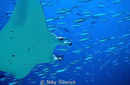 Manta rays by Niky Šímová 