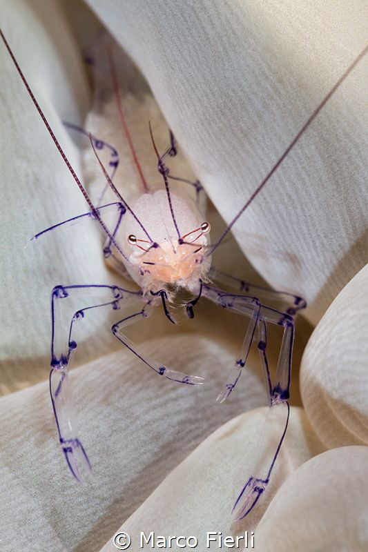 Bubble Coral Shrimp
100mm, SMC1,  no crop by Marco Fierli 